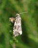 Celypha lacunana